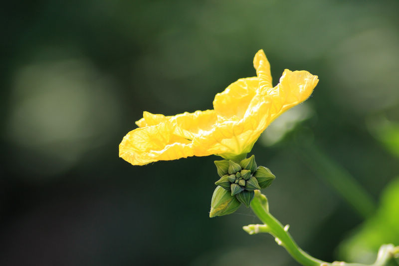 点击大图看下一张：金黄的丝瓜花