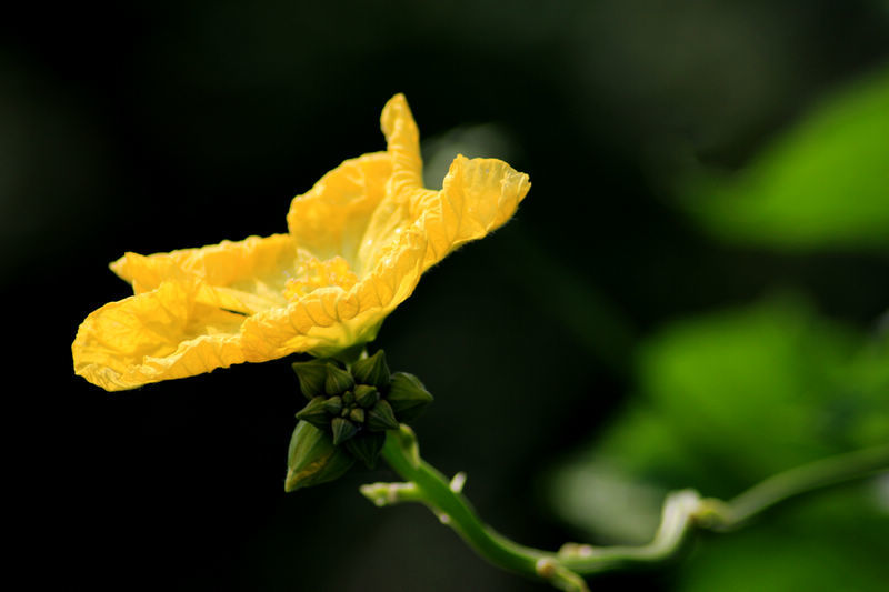 点击大图看下一张：金黄的丝瓜花
