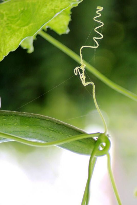 点击大图看下一张：金黄的丝瓜花