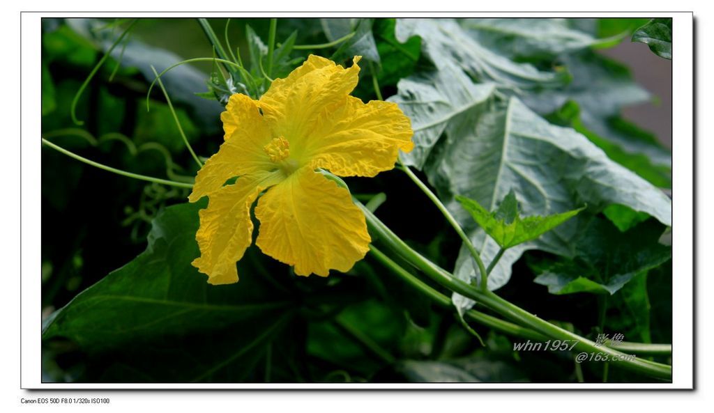 点击大图看下一张：千奇百态丝瓜花