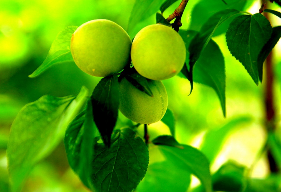 点击大图看下一张：青梅入梦味成诗