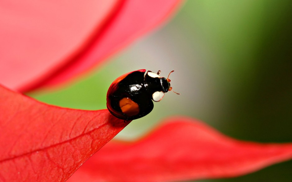 点击大图看下一张：动物世界昆虫高清摄影图片