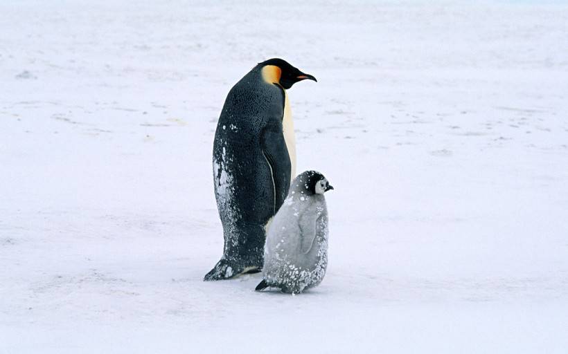 点击大图看下一张：网友提供南极企鹅图片