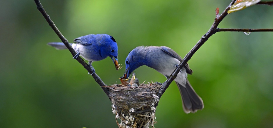 点击大图看下一张：喂食幼仔的蓝色翠鸟图片
