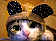 超可爱卖萌的猫高清写真图片