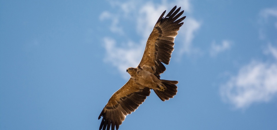 点击大图看下一张：蓝天下飞翔的老鹰图片