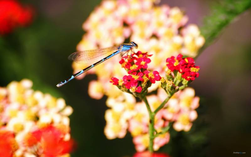 点击大图看下一张：大自然唯美蜻蜓枝头栖息美景壁纸