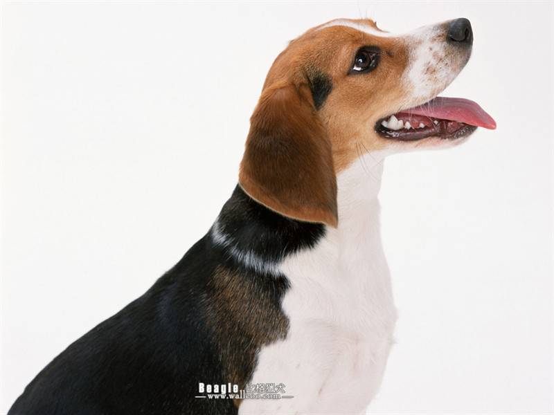 点击大图看下一张：长耳比格猎犬可爱动物狗狗壁纸