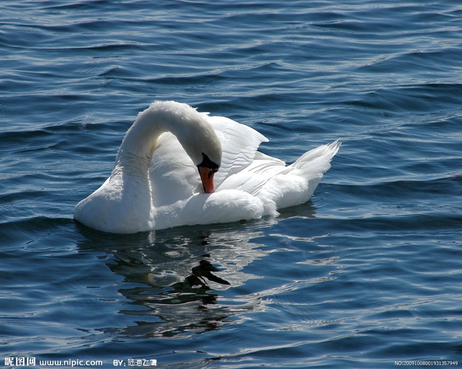 点击大图看下一张：美丽的白天鹅池塘戏耍图片