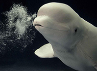 白鲸鱼吐泡泡图片可爱顽皮