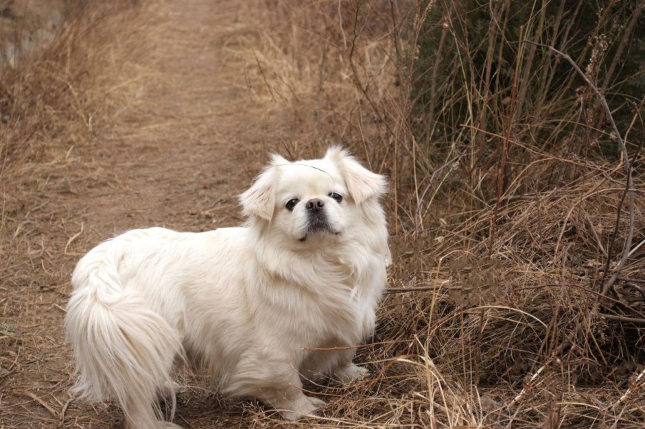 点击大图看下一张：纯白色小京巴犬野外散步图片精选