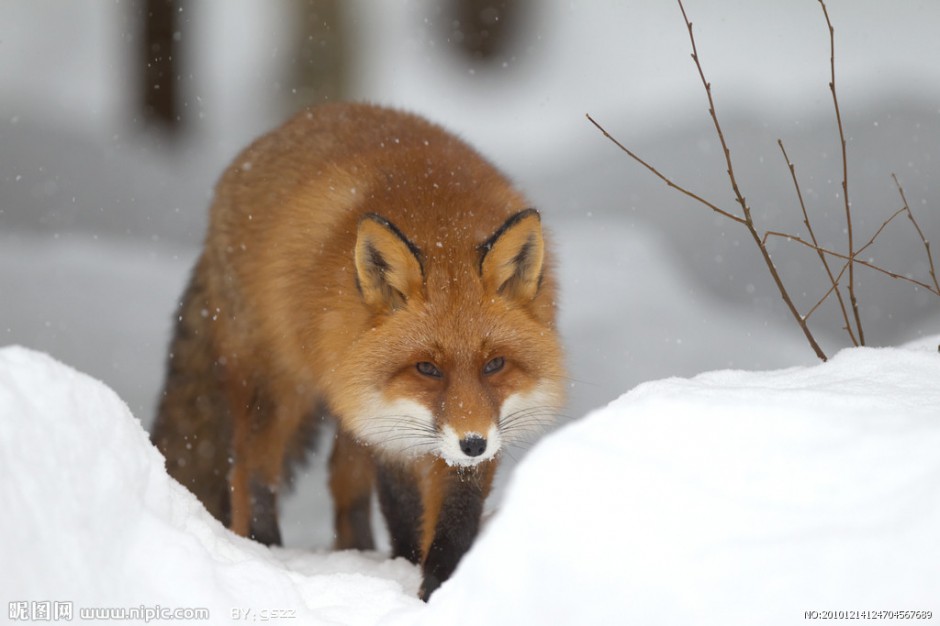 点击大图看下一张：可爱狐狸雪地漫步图片
