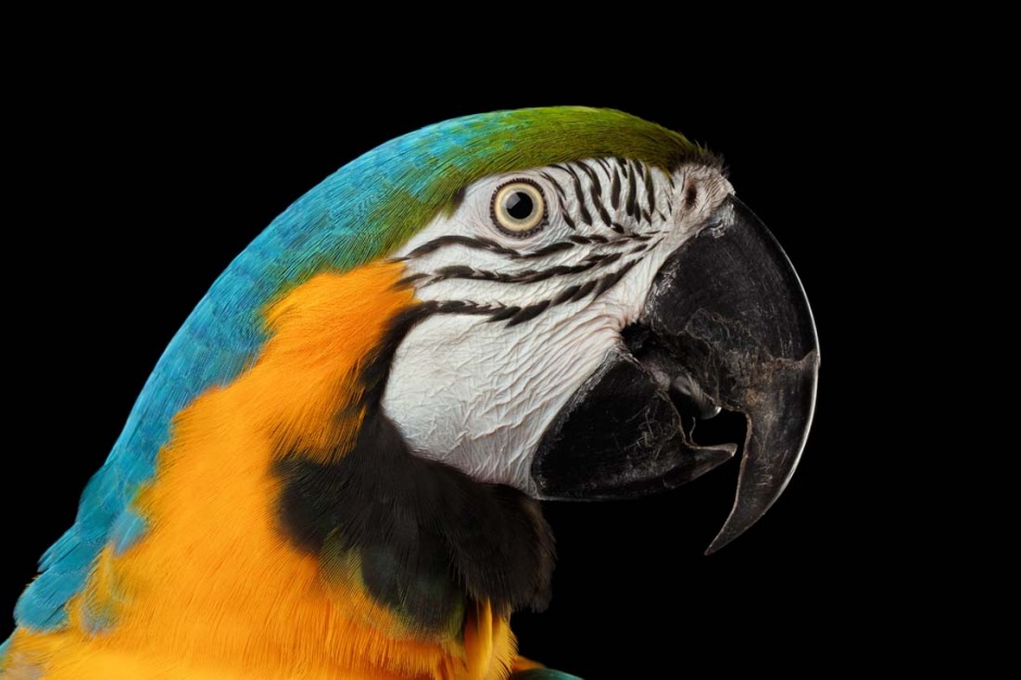 点击大图看下一张：呆萌的五色鹦鹉图片写真集