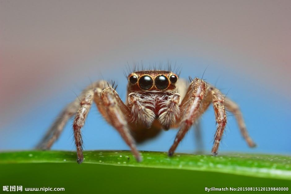 点击大图看下一张：户外常见昆虫蜘蛛微距特写图片
