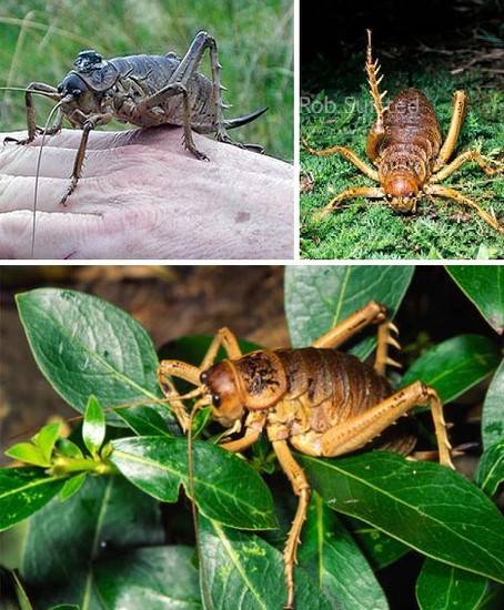 点击大图看下一张：全球10大巨型昆虫盘点 史前蜈蚣虫体宽2米多