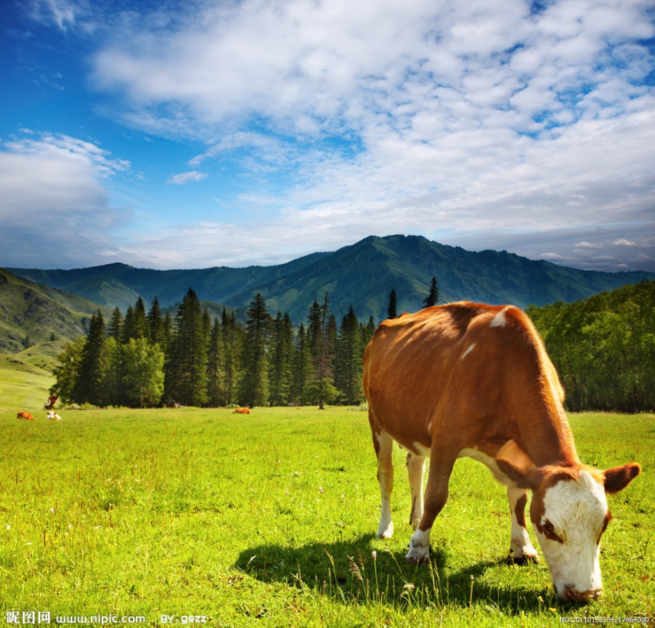 点击大图看下一张：草地上自由休闲的荷兰奶牛图片欣赏