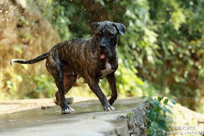 点击大图看下一张:虎斑加纳利犬幼崽吐舌图片