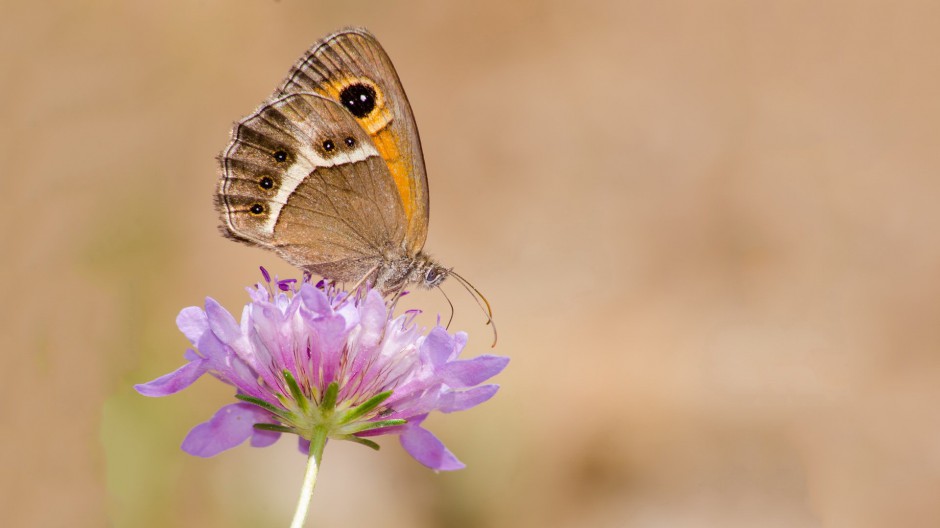 点击大图看下一张：春天蝴蝶飞舞图片清新美丽