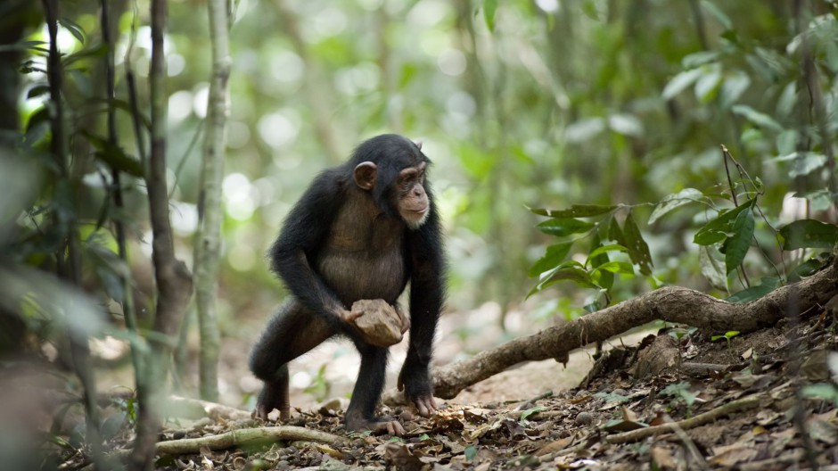 点击大图看下一张：树林玩耍的可爱大猩猩图片