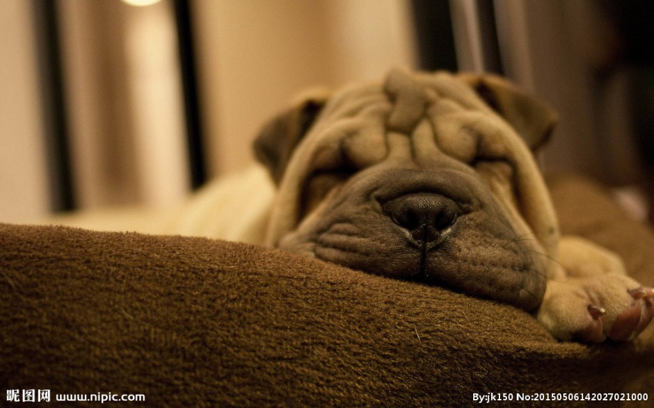 点击大图看下一张：沙皮犬狗狗睡觉的图片
