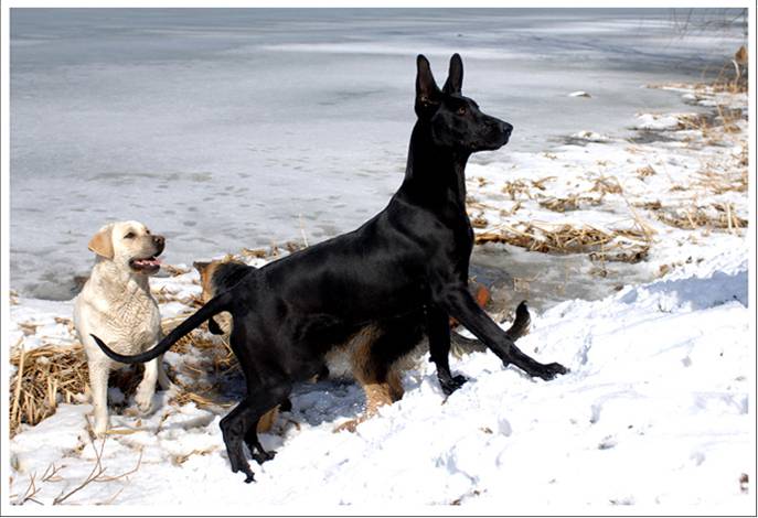 点击大图看下一张：中华黑狼犬冬日雪地玩耍图片