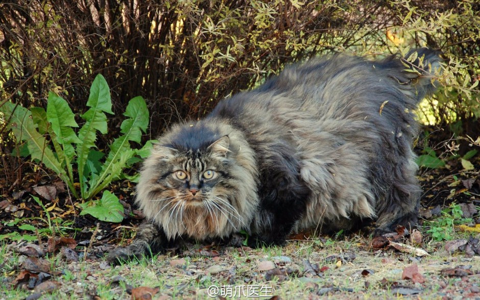 点击大图看下一张：厦门纯种挪威森林猫高清图片