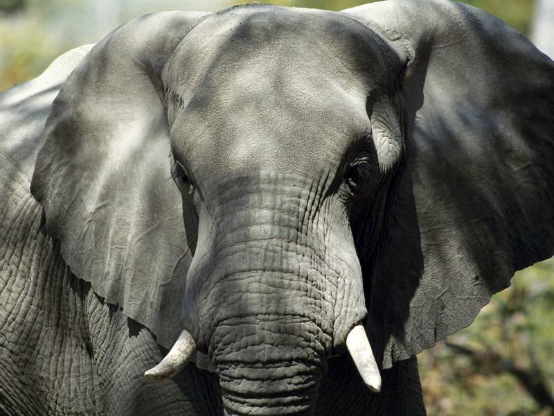 点击大图看下一张：野生大象高清动物图片
