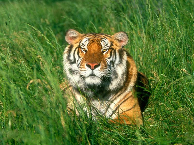 点击大图看下一张：百兽之王凶猛老虎动物图片