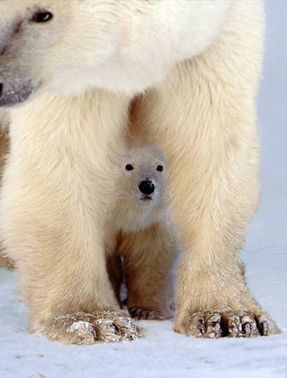 点击大图看下一张：北极熊有趣生活场景：笨重身体溅起巨大水花
