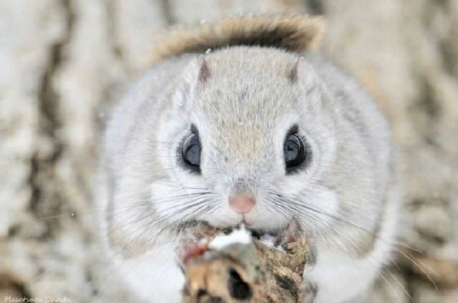 点击大图看下一张：圆滚滚的动物日本小鼯鼠图片