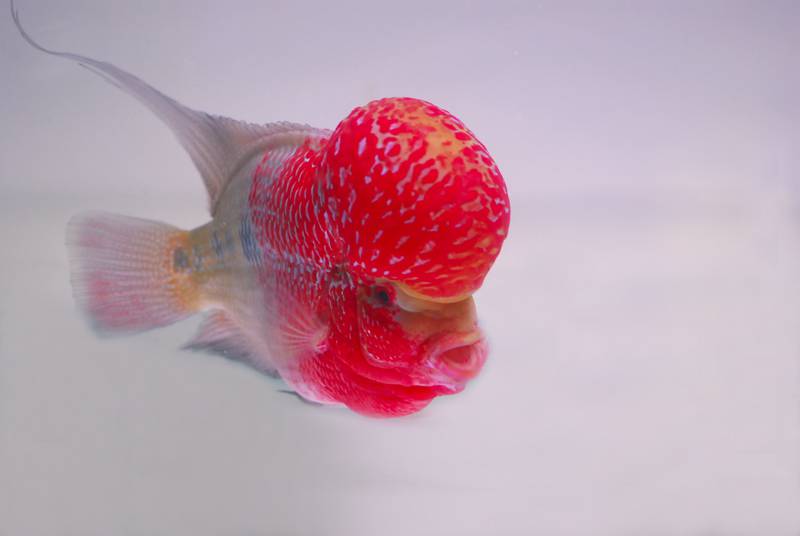 点击大图看下一张：头部鲜红的元宝罗汉鱼图片