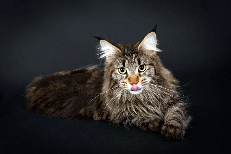 点击大图看下一张：高贵文雅的缅因猫图片