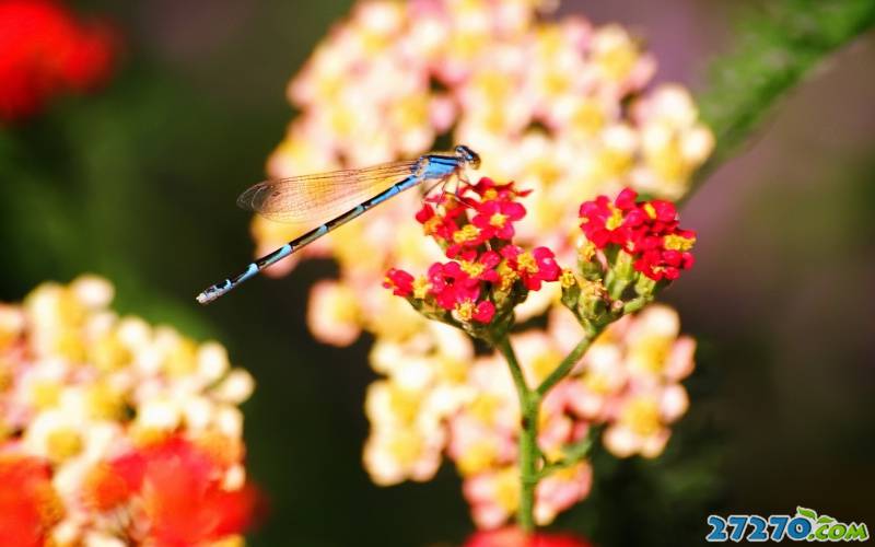 点击大图看下一张：夏天美丽的蜻蜓