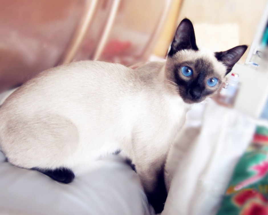 点击大图看下一张：漂亮的纯种暹罗猫图片