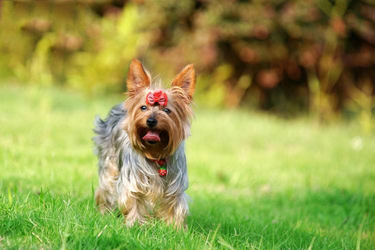 点击大图看下一张：草地调皮玩耍的宠物狗约克夏图片