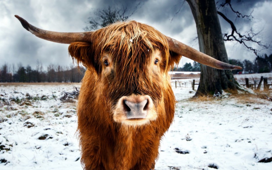 点击大图看下一张：温顺可爱的草原牛群图片