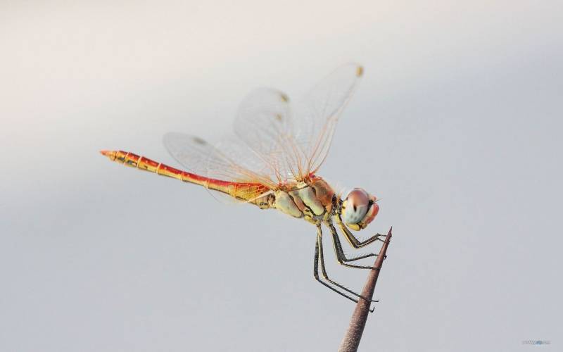 点击大图看下一张：自然界精灵红蜻蜓栖息枝头美景