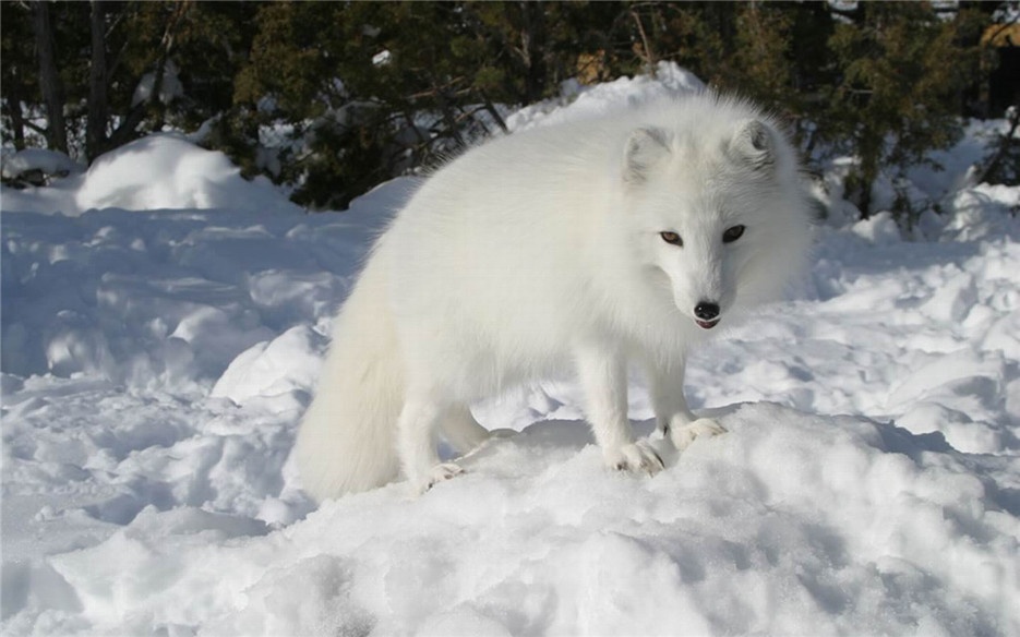 点击大图看下一张：优雅漂亮的北极狐高清摄影图片