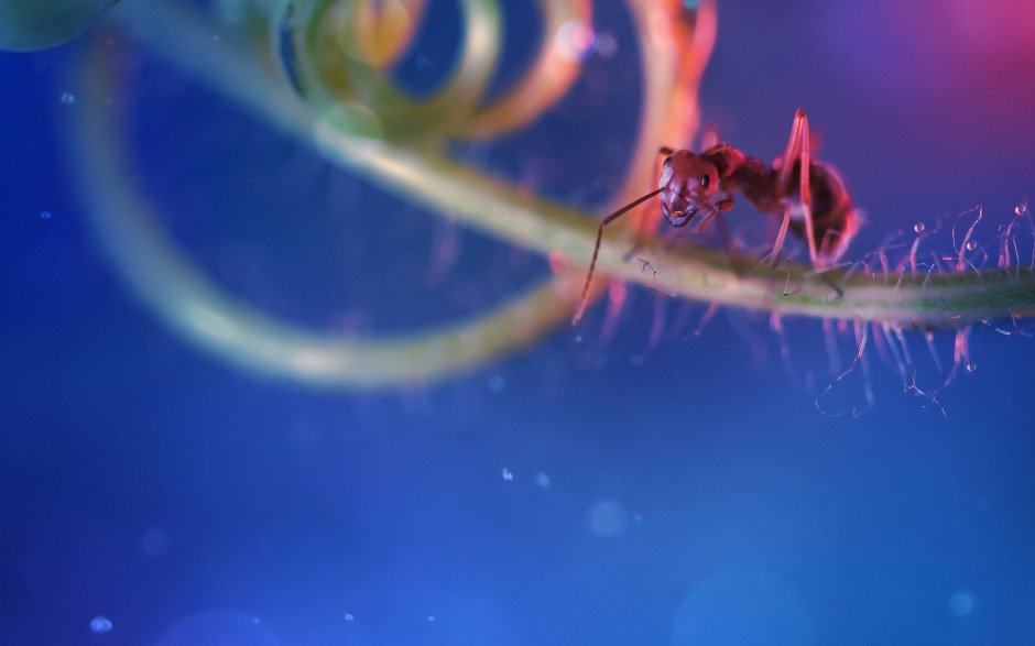 点击大图看下一张:蚂蚁昆虫图片微距特写