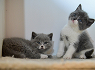 蓝白英短猫可爱顽皮模样图片