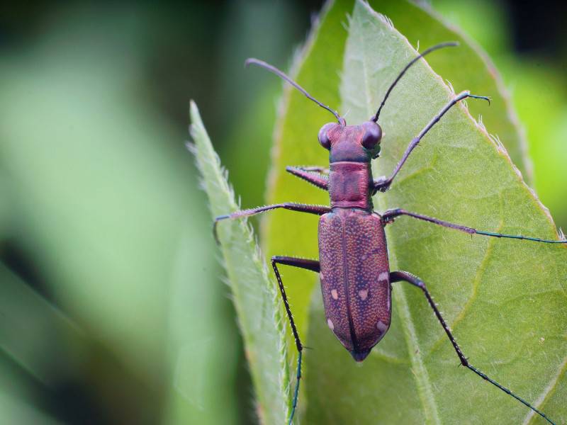 点击大图看下一张：可爱的虎甲昆虫图片