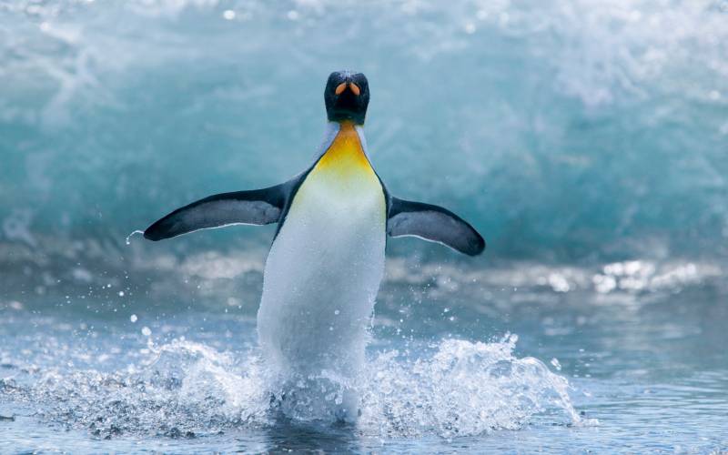点击大图看下一张：一摇一摆可爱的企鹅图片