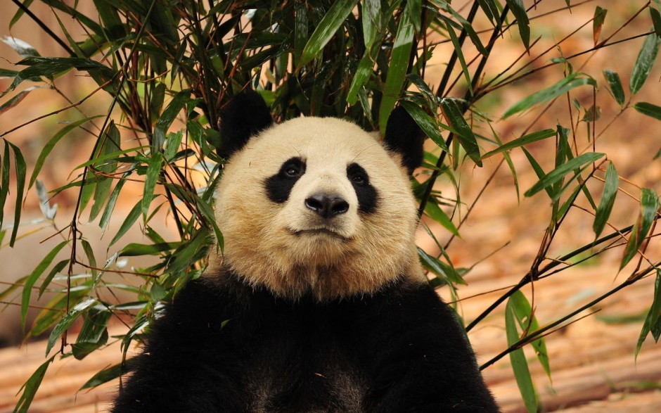 点击大图看下一张：国宝熊猫图片素材可爱憨厚