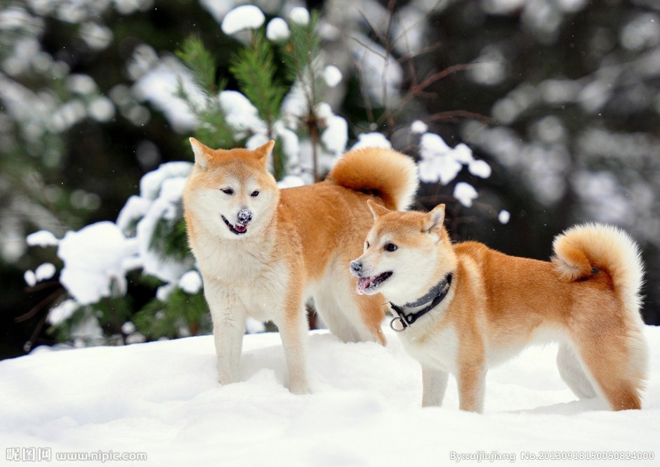 点击大图看下一张：日本柴犬微笑的图片大全