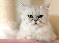 金吉拉猫生气表情图片