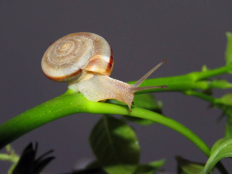 点击大图看下一张：可爱小蜗牛微距特写图片