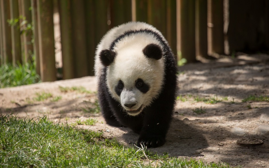 点击大图看下一张：中国国宝熊猫萌萌哒图片