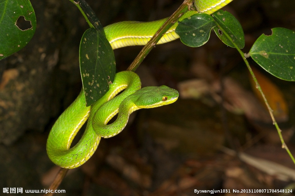 点击大图看下一张：盘曲树干的可怕亚马逊蟒蛇图片
