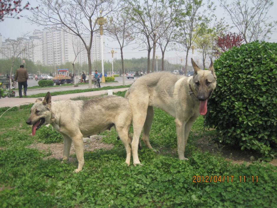点击大图看下一张：中华狼青犬户外玩耍图片