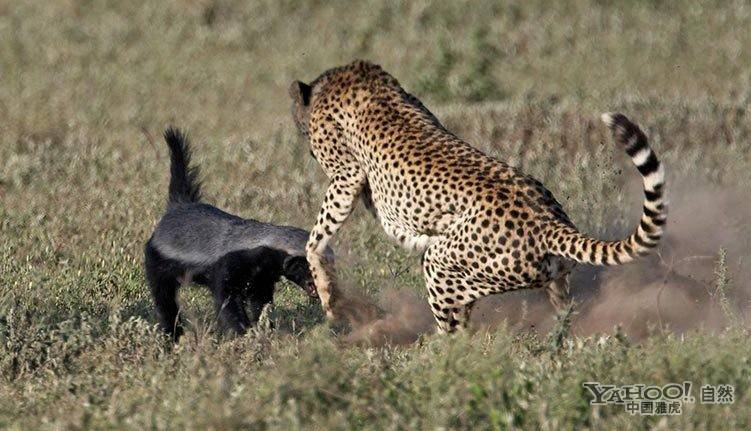 点击大图看下一张：猎豹妈妈保护三只小猎豹 全力吓退凶猛蜜獾